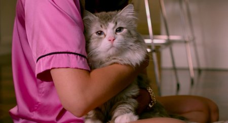 Девять жизней (2016)