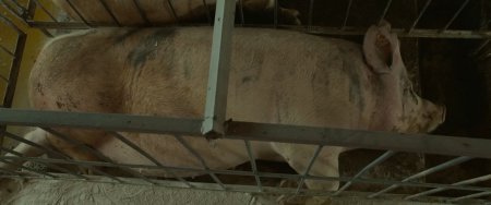 Мистер Свин (2016)