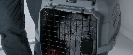 День любимой (2017)